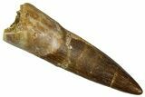 Fossil Plesiosaur (Zarafasaura) Tooth - Morocco #369966-1